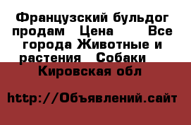 Французский бульдог продам › Цена ­ 1 - Все города Животные и растения » Собаки   . Кировская обл.